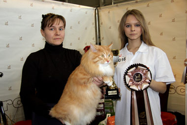 True Kurilians - Kurilian Bobtail cat cattery - awards 02