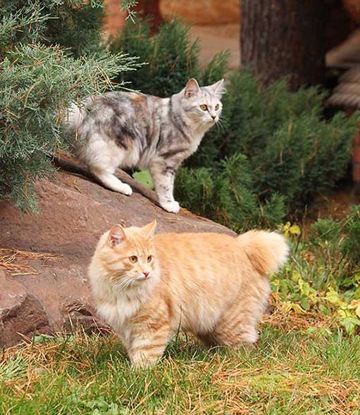 True Kurilians - Kurilian Bobtail Cattery - Kurilian Bobtail cats