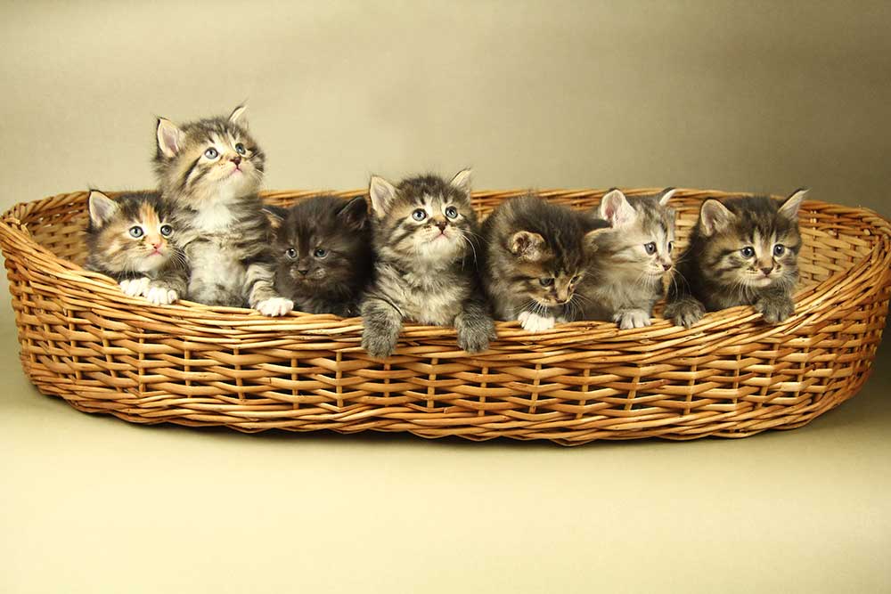 Kurilian Bobtail kittens for sale