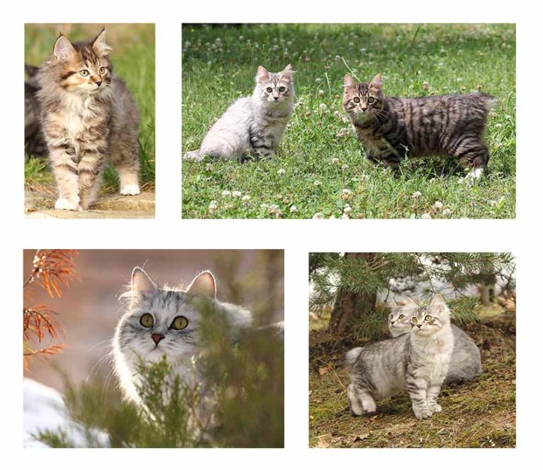 foto di gatti e gattini Kurilian Bobtail